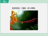 17《昆明的雨》课件+素材