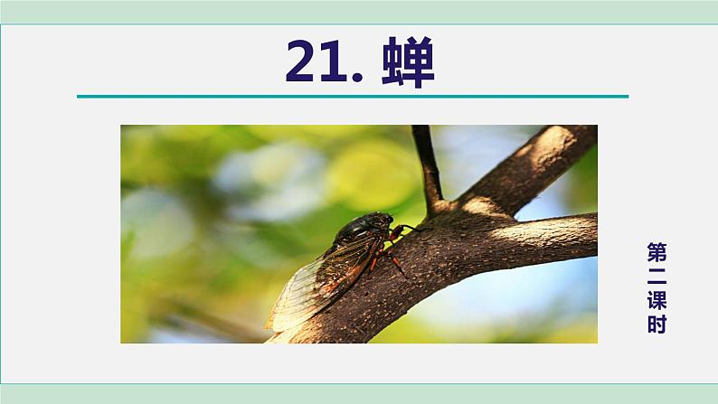 21《蝉》课件+素材01