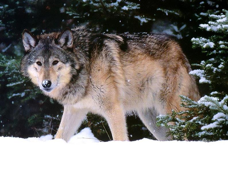 第18课《狼》课件（共29张PPT）2021—2022学年部编版语文七年级上册02