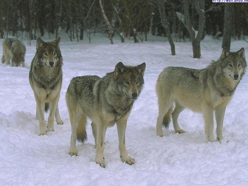 第18课《狼》课件（共29张PPT）2021—2022学年部编版语文七年级上册04