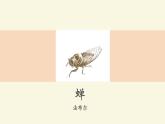 第21课《蝉》课件（共18张PPT）  2021—2022学年部编版语文八年级上册