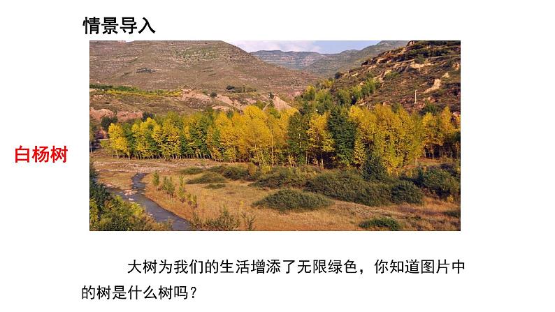 第15课白杨礼赞课件（共23张PPT）2021—2022学年部编版语文八年级上册03