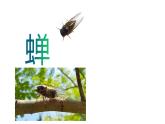 部编版八年级语文上册---21《蝉》课件+ 素材