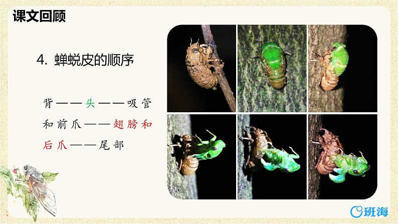 部编版语文八年级上册-21.蝉   优质课件+优秀教案07
