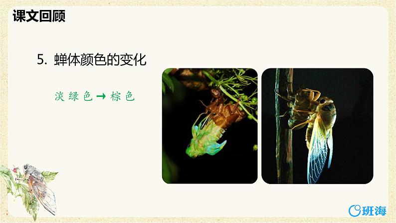 部编版语文八年级上册-21.蝉   优质课件+优秀教案08