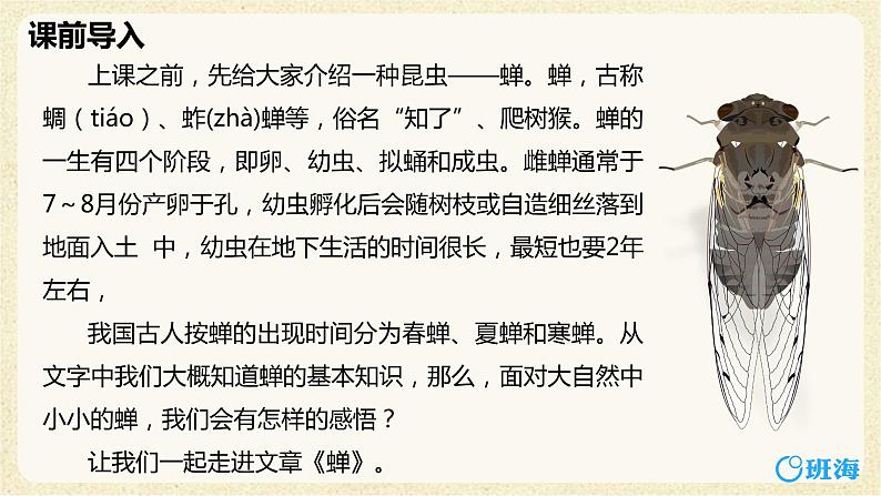 部编版语文八年级上册-21.蝉   优质课件+优秀教案04