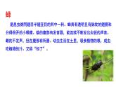 部编版八年级语文上册---《蝉》课件（2课时）