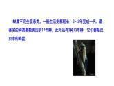 部编版八年级语文上册---《蝉》课件（2课时）