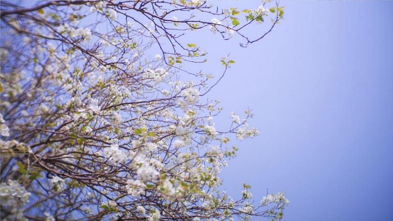部编版语文七年级下册 15 驿路梨花 课件第2页