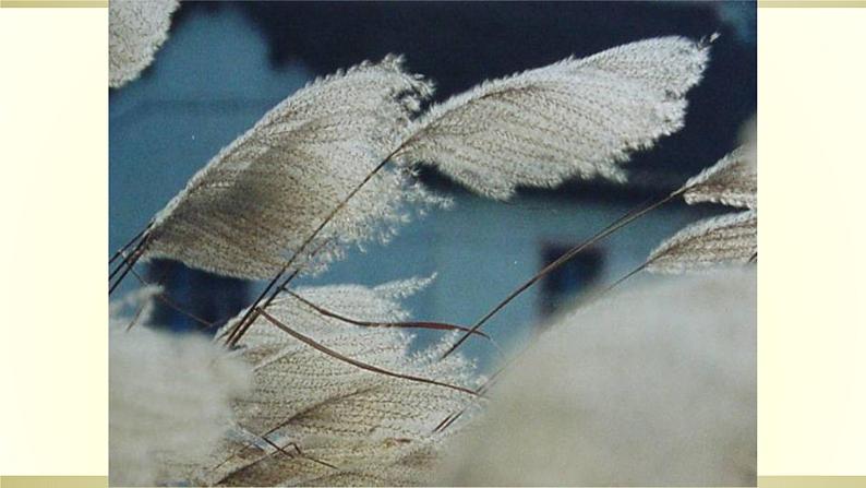 12.                蒹葭课件PPT第6页