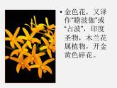 人教初中语文七上《4散文诗两首金色花》PPT课件 (4)