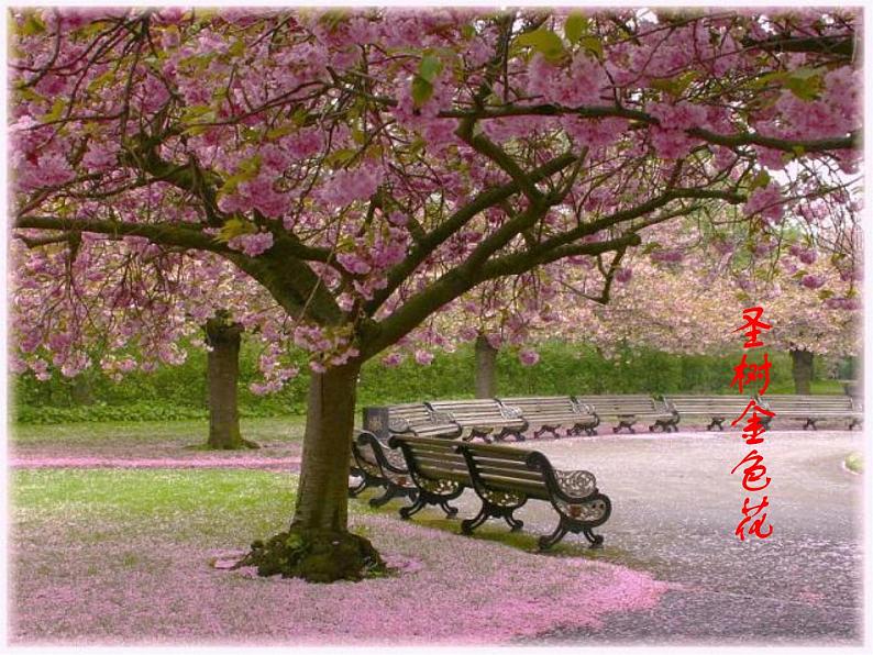 金色花免费PPT课件下载07