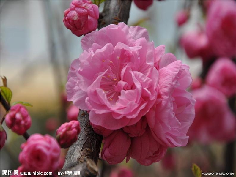 人教初中语文七上《11春》PPT课件 (15)第4页