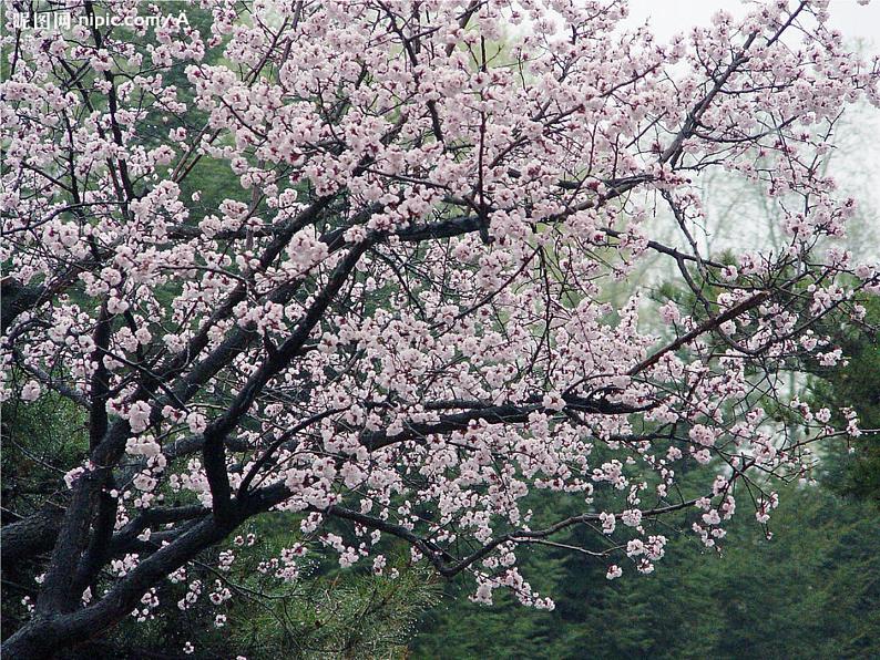 人教初中语文七上《11春》PPT课件 (15)第5页