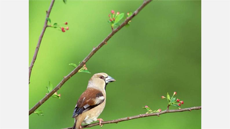 人教初中语文七上《11春》PPT课件 (13)第4页