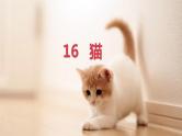 16 猫  上课用课件PPT