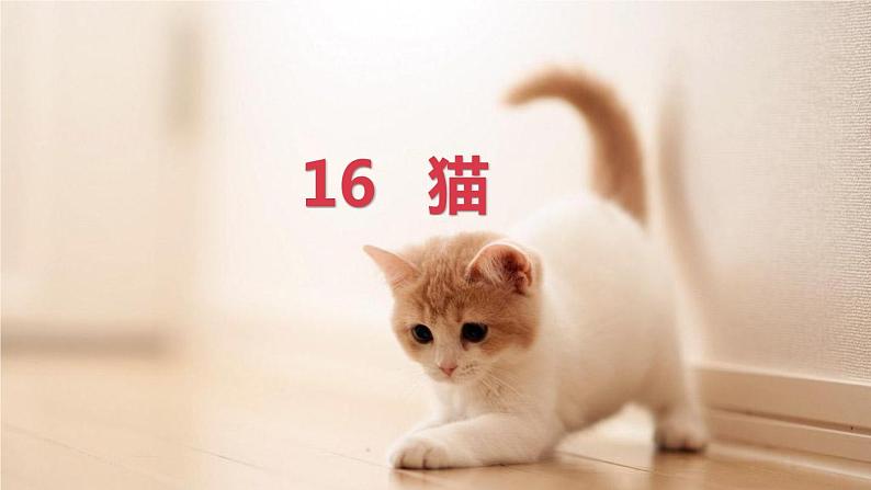 16 猫  上课用课件PPT第3页