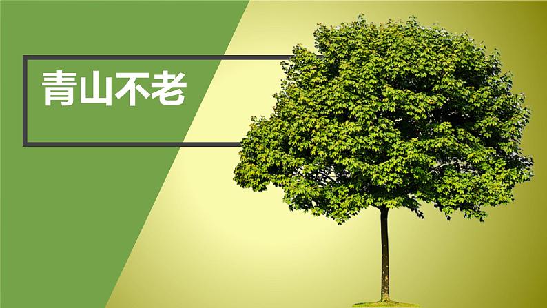 第19课《青山不老》课件（共24张PPT）2021—2022学年部编版（五四学制）语文六年级下册第1页
