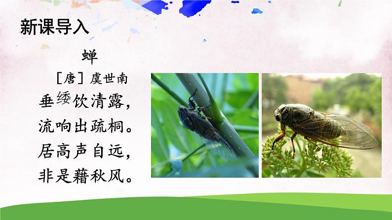 人教部编版 (五四制) 语文八年级上册20 蝉课件PPT02