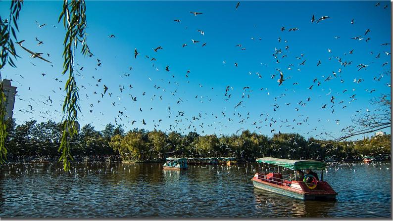 人教部编版 (五四制)语文八年级上册 第四单元  17 昆明的雨【课件+教案+音视频素材】05