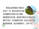 人教部编版 (五四制)语文八年级上册 第五单元  20 蝉【课件+教案+音视频素材】