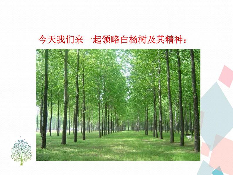 人教部编版 (五四制)语文八年级上册 15.白杨礼赞【教学课件+教案】04