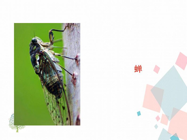 人教部编版 (五四制)语文八年级上册 20.蝉【教学课件+教案】03