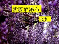 初中语文人教部编版七年级下册18 紫藤萝瀑布教学ppt课件