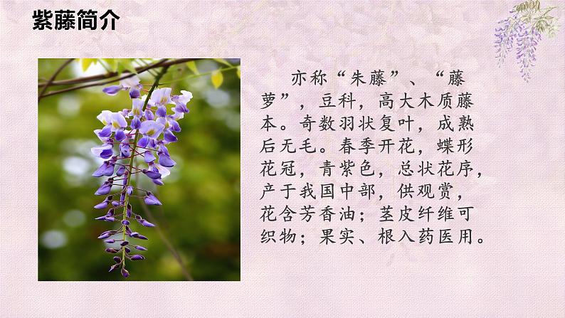 第17课 紫藤萝瀑布 课件第7页