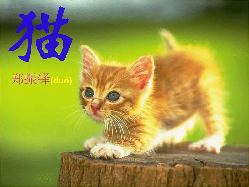 第16课《猫》课件（共19张ppt）2021-2022学年部编版语文七年级上册01