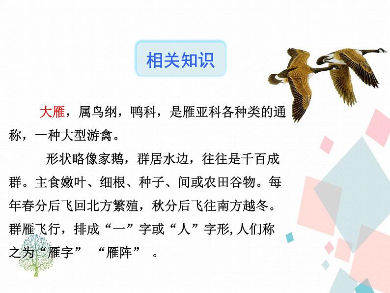 人教版语文八年级下册7大雁归来课件PPT第4页