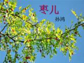 人教部编版九年级下册同步精品课件+课后练习19　枣　儿