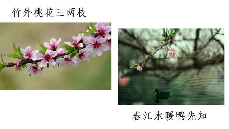 05 大自然的语言-2021-2022学年八年级语文下册同步精品课件（部编版）第2页