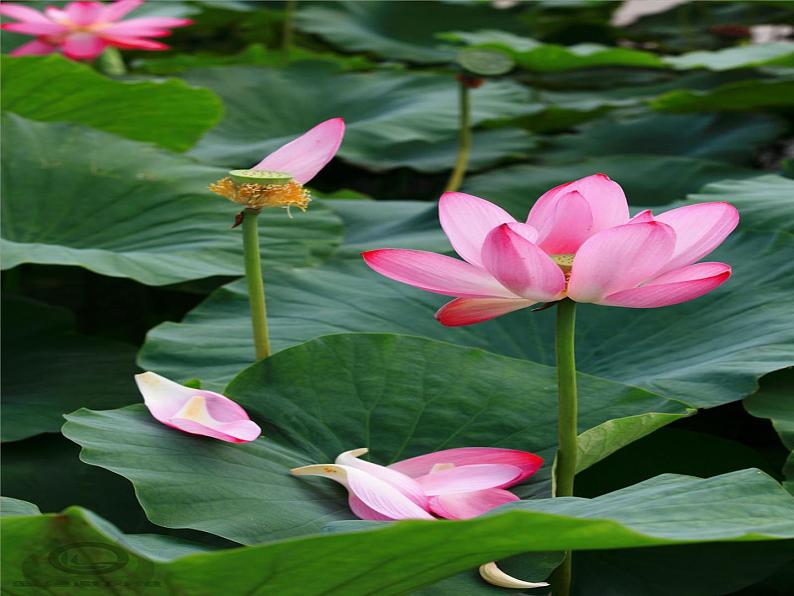 2022年中考语文一轮复习：语言表达得体之称谓语课件（共27张PPT）01