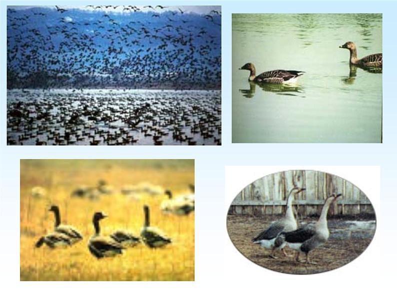 07大雁归来-2021-2022学年八年级语文下册课件（部编版）05