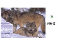 人教部编版18 狼教学ppt课件
