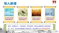初中语文人教部编版八年级下册5 大自然的语言图文ppt课件