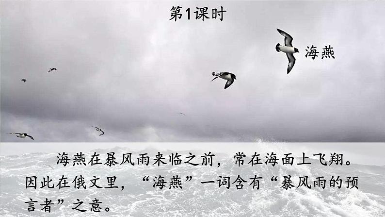 部编版九下语文 4 海燕 课件PPT+教案02