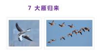 初中语文人教部编版八年级下册大雁归来教课课件ppt