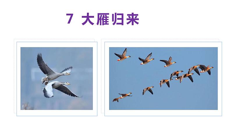 部编版八年级语文下学期----7 大雁归来 课件第1页
