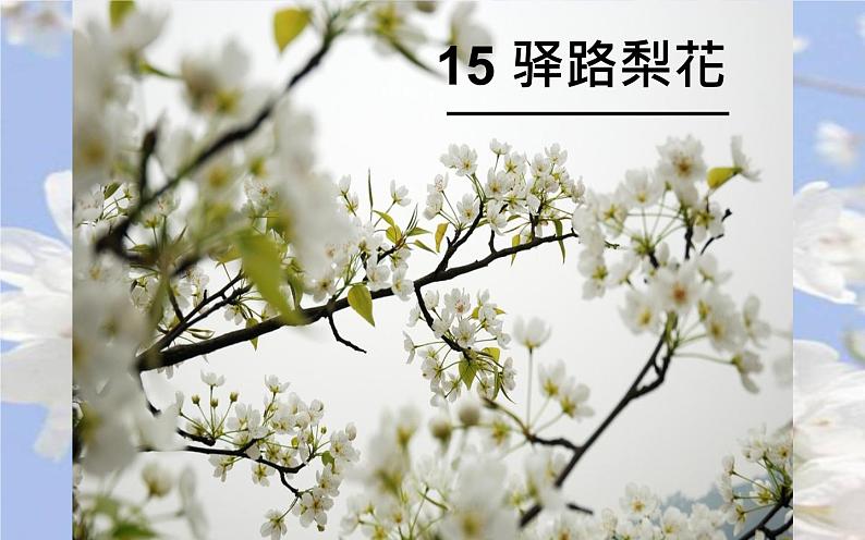 人教版（部编版）初中语文七年级下册  15 驿路梨花   课件01
