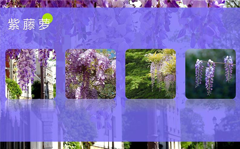 人教版（部编版）初中语文七年级下册  18.紫藤萝瀑布   课件第7页