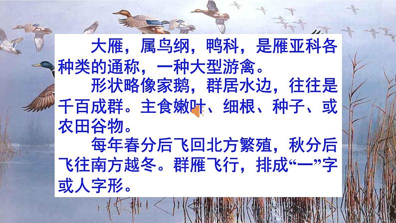 人教部编版八年级语文下册第7课《大雁归来》精品实用课件06
