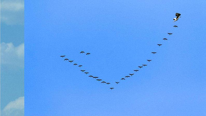 人教部编版八年级语文下册第7课《大雁归来》精品实用课件08