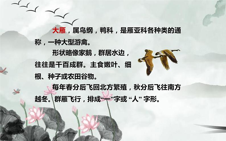 人教版（部编版）初中语文八年级下册  7.大雁归来 课件第2页