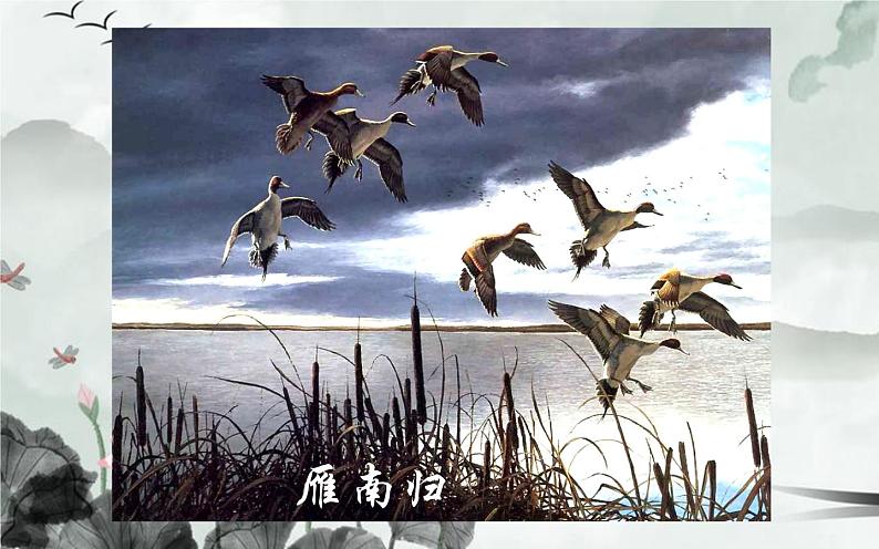 人教版（部编版）初中语文八年级下册  7.大雁归来 课件第4页