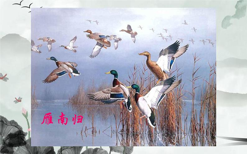 人教版（部编版）初中语文八年级下册  7.大雁归来 课件第5页