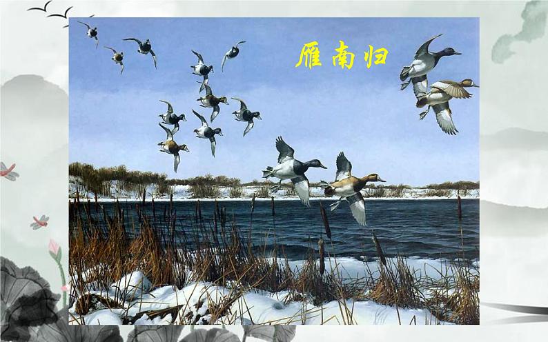 人教版（部编版）初中语文八年级下册  7.大雁归来 课件第6页