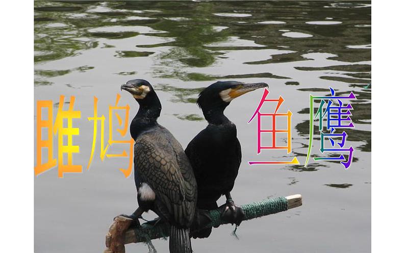 人教版（部编版）初中语文八年级下册 12.《诗经》二首 关雎 课件04