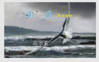 初中人教部编版4 海燕背景图ppt课件